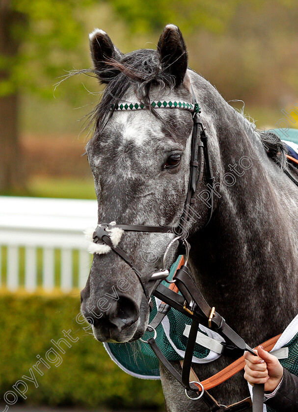 Sherbet-Lemon-0002 
 SHERBET LEMON before winning The Novibet Oaks Trial Fillies Stakes
Lingfield 8 May 2021 - Pic Steven Cargill / Racingfotos.com