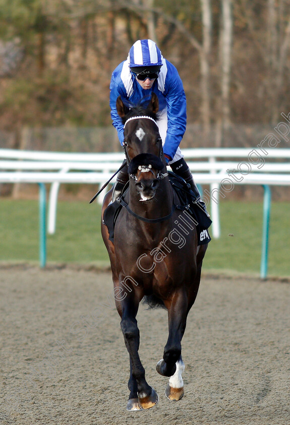 Mokarris-0001 
 MOKARRIS (Robert Havlin)
Lingfield 2 Feb 2019 - Pic Steven Cargill / Racingfotos.com