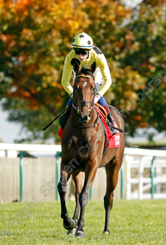 Exoplanet-0001 
 EXOPLANET (David Egan)
Newmarket 8 Oct 2022 - Pic Steven Cargill / Racingfotos.com