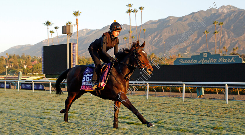 Shadn-0002 
 SHADN training for the Breeders' Cup Juvenile Fillies Turf
Santa Anita USA 30 Oct 2019 - Pic Steven Cargill / Racingfotos.com