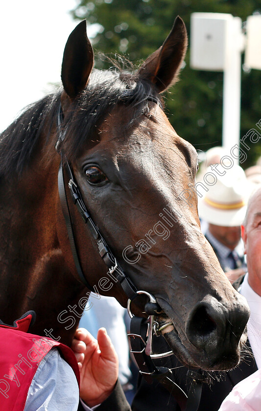 Too-Darn-Hot-0017 
 TOO DARN HOT after The Qatar Sussex Stakes
Goodwood 31 Jul 2019 - Pic Steven Cargill / Racingfotos.com