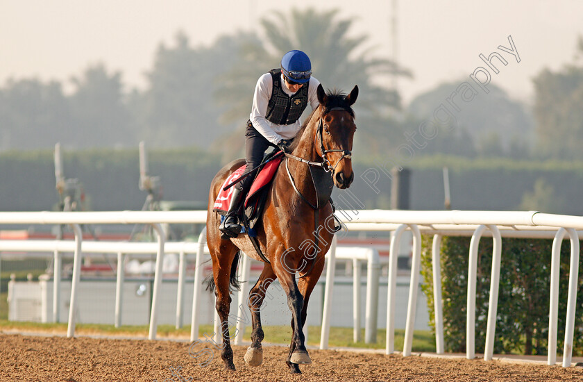 Torcedor-0004 
 TORCEDOR exercising in preparation for The Dubai Gold Cup Meydan 28 Mar 2018 - Pic Steven Cargill / Racingfotos.com