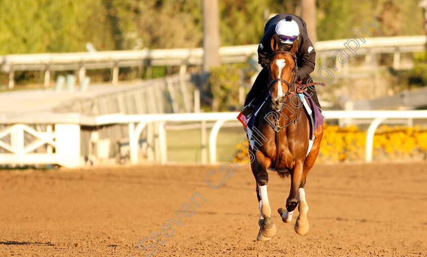 Sistercharlie-0002 
 SISTERCHARLIE training for The Breeders' Cup Filly & Mare Turf
Santa Anita USA 31 Oct 2019 - Pic Steven Cargill / Racingfotos.com