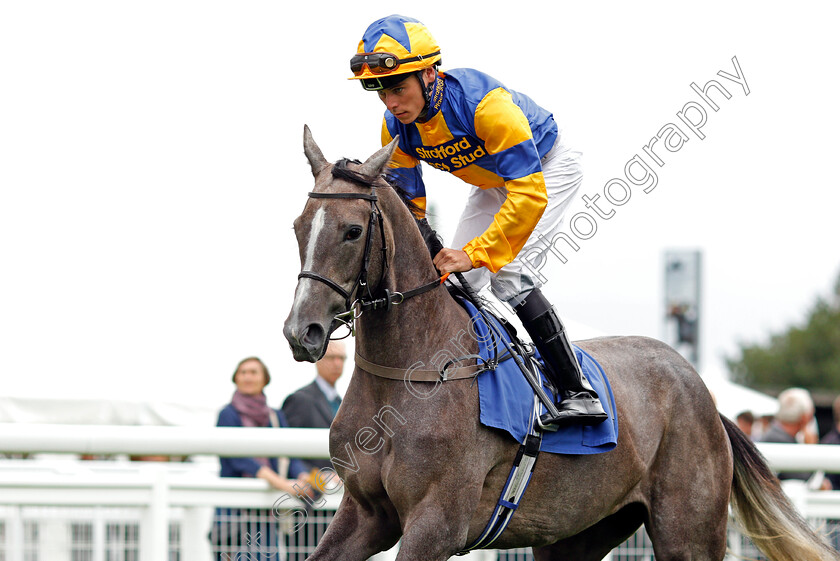 Sea-The-Sunrise-0001 
 SEA THE SUNRISE (Kieran Shoemark) Salisbury 7 Sep 2017 - Pic Steven Cargill / Racingfotos.com