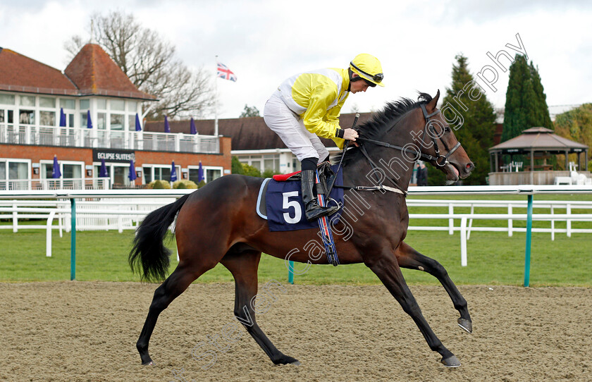 Almodovar-Del-Rio 
 ALMODOVAR DEL RIO (Dylan Hogan)
Lingfield 1 Dec 2021 - Pic Steven Cargill / Racingfotos.com