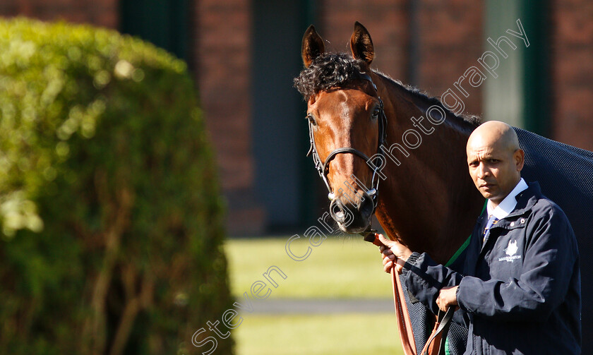 Elegiac-0007 
 ELEGIAC after The Barry Hills Further Flight Stakes
Nottingham 10 Apr 2019 - Pic Steven Cargill / Racingfotos.com