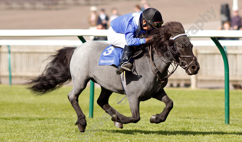 Briar-Smokey-Joe-0004 
 BRIAR SMOKEY JOE (Zac Kent) wins The Shetland Pony Grand National Flat Race
Newmarket 28 Sep 2018 - Pic Steven Cargill / Racingfotos.com