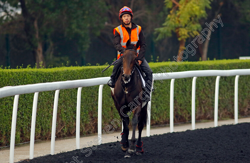 Mystic-Pearl-0002 
 MYSTIC PEARL training at the Dubai Racing Carnival
Meydan 1 Feb 2024 - Pic Steven Cargill / Racingfotos.com