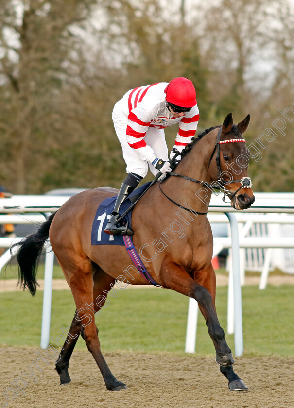 Plantadream-0001 
 PLANTADREAM (Robert Havlin)
Lingfield 20 Jan 2024 - Pic Steven Cargill / Racingfotos.com