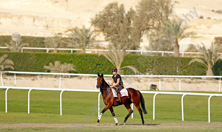 Victory-Chime-0002 
 VICTORY CHIME exercising in preparation for Friday's Bahrain International Trophy
Sakhir Racecourse, Bahrain 18 Nov 2021 - Pic Steven Cargill / Racingfotos.com