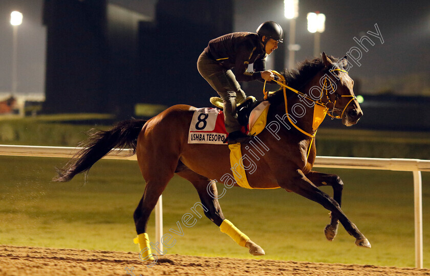 Ushba-Tesoro-0004 
 USHBA TESORO training for the Dubai World Cup
Meydan, Dubai, 21 Mar 2023 - Pic Steven Cargill / Racingfotos.com