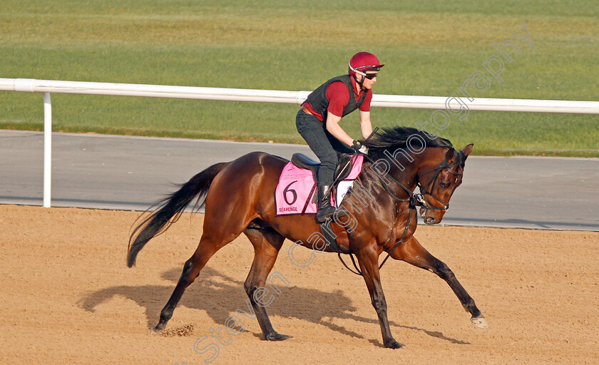 Seahenge-0001 
 SEAHENGE exercising in preparation for The UAE Derby at Meydan 29 Mar 2018 - Pic Steven Cargill / Racingfotos.com