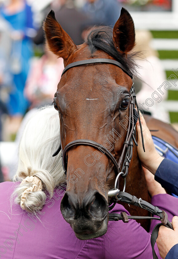 Celandine-0006 
 CELANDINE winner of The Sky Bet Lowther Stakes
York 22 Aug 2024 - Pic Steven Cargill / Racingfotos.com