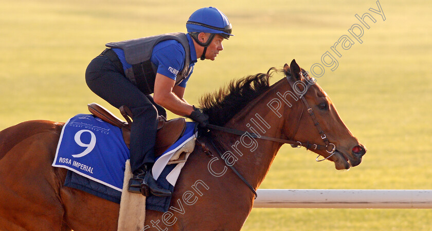 Rosa-Imperial-0001 
 ROSA IMPERIAL exercising in preparation for The Godolphin Mile Meydan 28 Mar 2018 - Pic Steven Cargill / Racingfotos.com