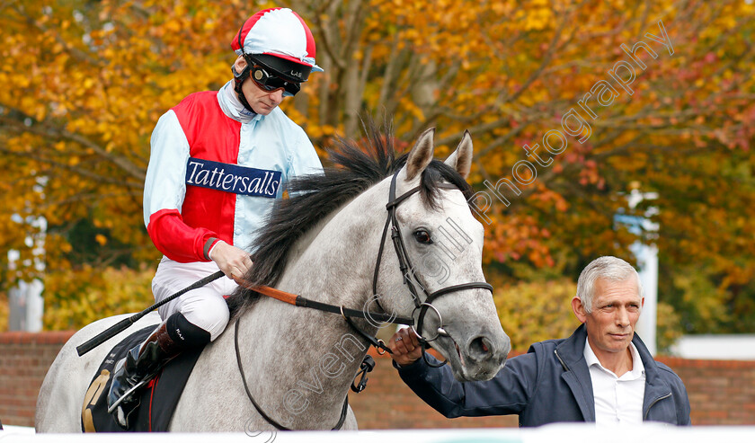 Burano-Boy-0002 
 BURANO BOY (Robert Havlin)
Newmarket 23 Oct 2019 - Pic Steven Cargill / Racingfotos.com