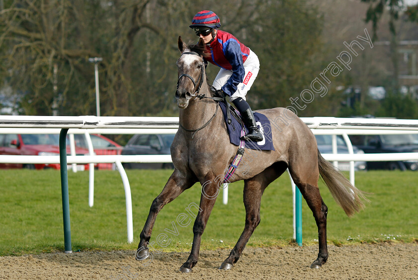 Havana-Force-0001 
 HAVANA FORCE (Hollie Doyle)
Lingfield 7 Mar 2024 - Pic Steven Cargill / Racingfotos.com