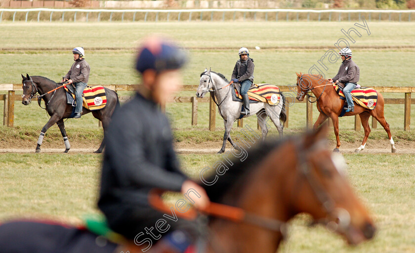 Newmarket-0017 
 A string of racehorses from Roger Varian walk back to their stables after exercising on Warren Hill Newmarket 23 Mar 2018 - Pic Steven Cargill / Racingfotos.com