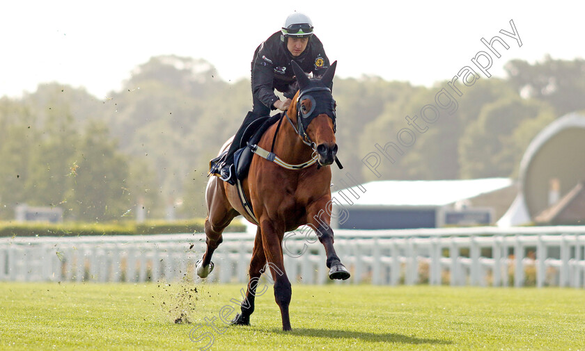 Home-Affairs-0013 
 HOME AFFAIRS - Australia to Ascot, preparing for the Royal Meeting.
Ascot 10 Jun 2022 - Pic Steven Cargill / Racingfotos.com