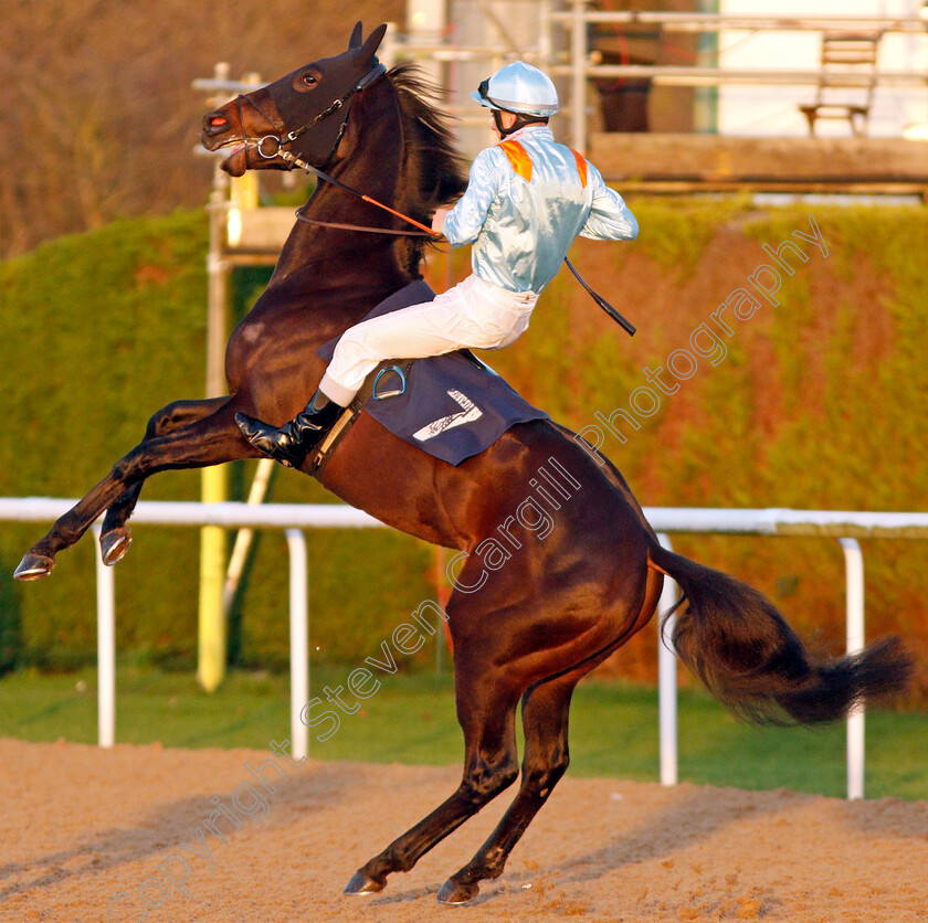 No-Nay-Bella-0002 
 NO NAY BELLA (Stefano Cherchi) plays up on the way to the start before finishing unplaced
Wolverhampton 3 Jan 2020 - Pic Steven Cargill / Racingfotos.com