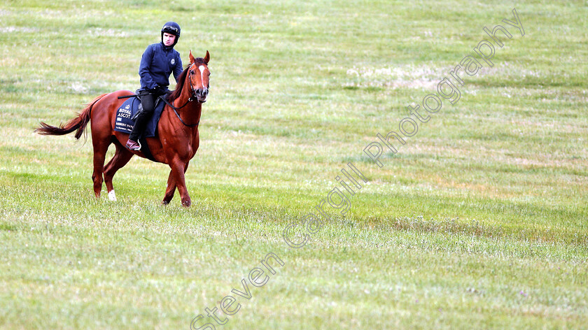 Redkirk-Warrior-0007 
 Australian trained REDKIRK WARRIOR on the gallops in Newmarket ahead of his Royal Ascot challenge
Newmarket 14 Jun 2018 - Pic Steven Cargill / Racingfotos.com