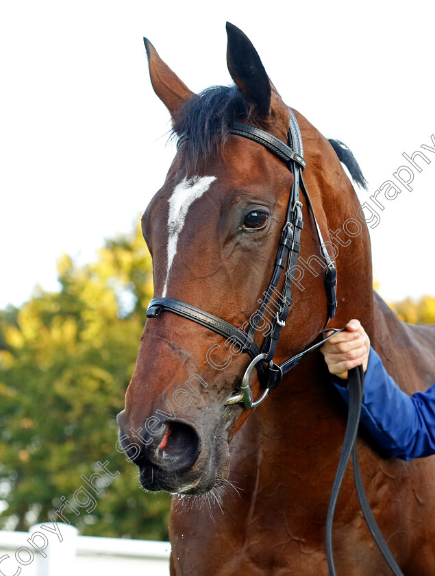 Military-Order-0008 
 MILITARY ORDER winner of The British Stallion Studs EBF Future Stayers Novice Stakes
Newmarket 19 Oct 2022 - Pic Steven Cargill / Racingfotos.com