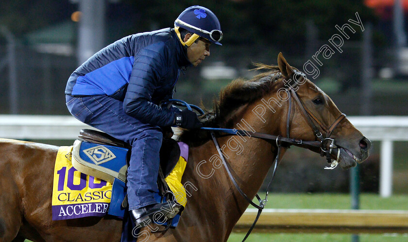 Accelerate-0003 
 ACCELERATE exercising ahead of The Breeders' Cup Classic
Churchill Downs 30 Oct 2018 - Pic Steven Cargill / Racingfotos.com