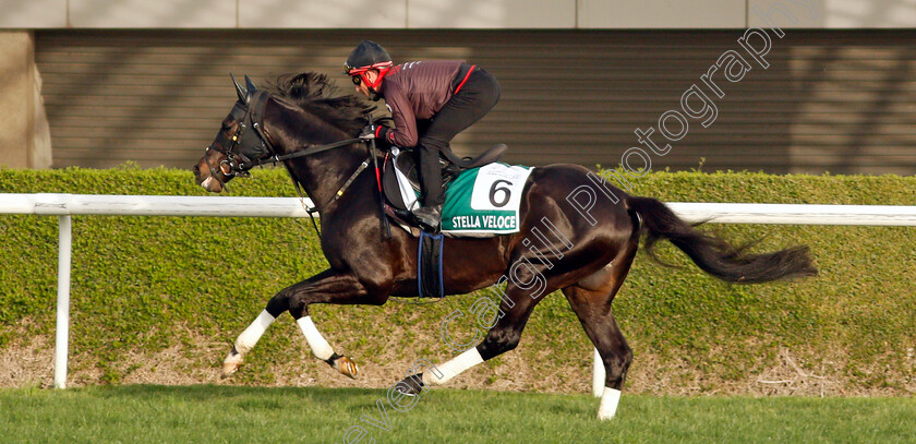 Stella-Veloce-0001 
 STELLA VELOCE training for the Sheema Classic
Meydan, Dubai, 23 Mar 2022 - Pic Steven Cargill / Racingfotos.com