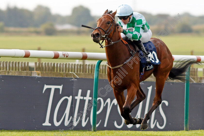 Woodhay-Wonder-0007 
 WOODHAY WONDER (P J McDonald) wins The £150,000 Tattersalls October Auction Stakes
Newmarket 7 Oct 2023 - Pic Steven Cargill / Racingfotos.com