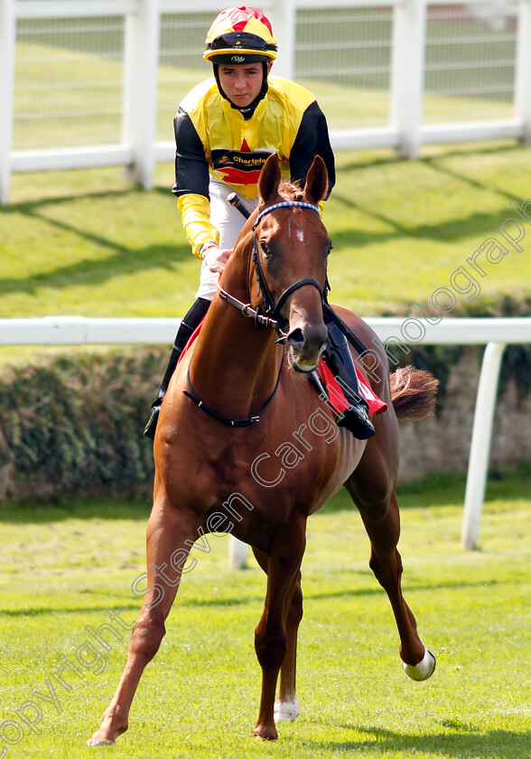 Spirit-Of-May-0001 
 SPIRIT OF MAY (Rossa Ryan) 
Sandown 31 Aug 2018 - Pic Steven Cargill / Racingfotos.com