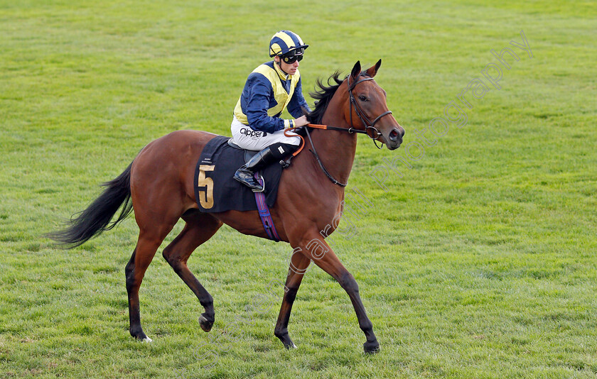 Festival-Of-Light 
 FESTIVAL OF LIGHT (Kieran Shoemark)
Newmarket 30 Oct 2021 - Pic Steven Cargill / Racingfotos.com