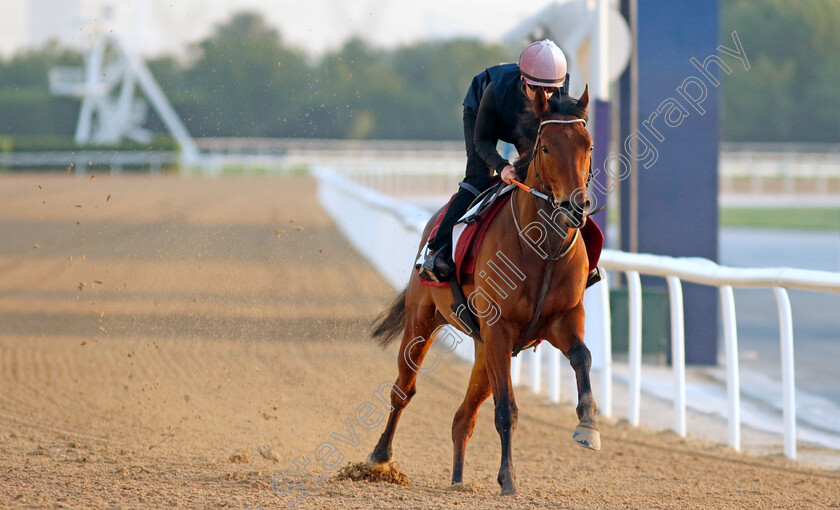 Thundering-0002 
 THUNDERING training at the Dubai Racing Carnival
Meydan 22 Jan 2025 - Pic Steven Cargill / Racingfotos.com