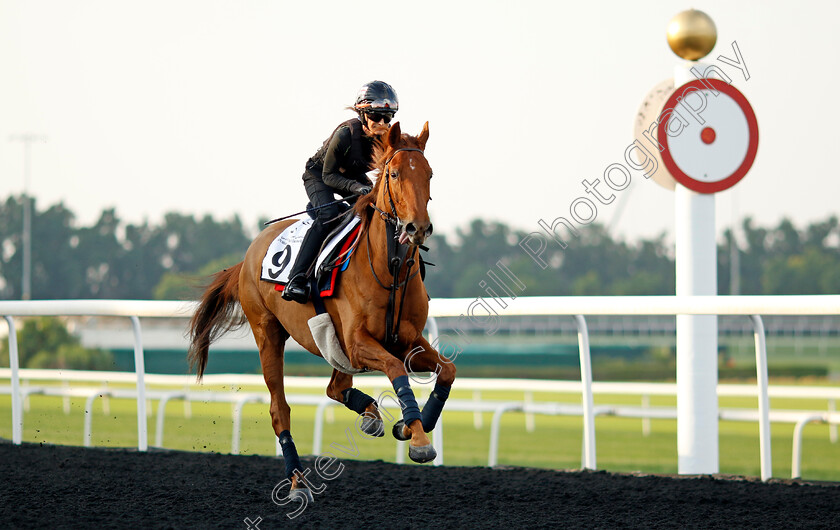 Traila-0002 
 TRAILA training at the Dubai Racing Carnival 
Meydan 4 Jan 2024 - Pic Steven Cargill / Racingfotos.com