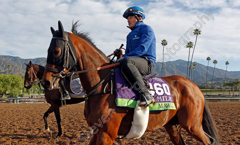 Mawj-0005 
 MAWJ training for The Breeders' Cup Mile
Santa Anita USA, 30 October 2023 - Pic Steven Cargill / Racingfotos.com