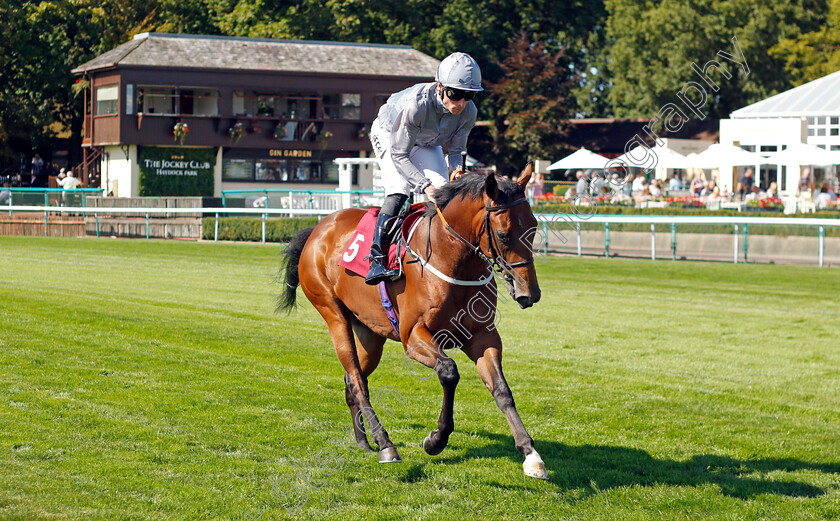 Capital-Offence-0001 
 CAPITAL OFFENCE (Kieran Shoemark)
Haydock 1 Sep 2022 - Pic Steven Cargill / Racingfotos.com