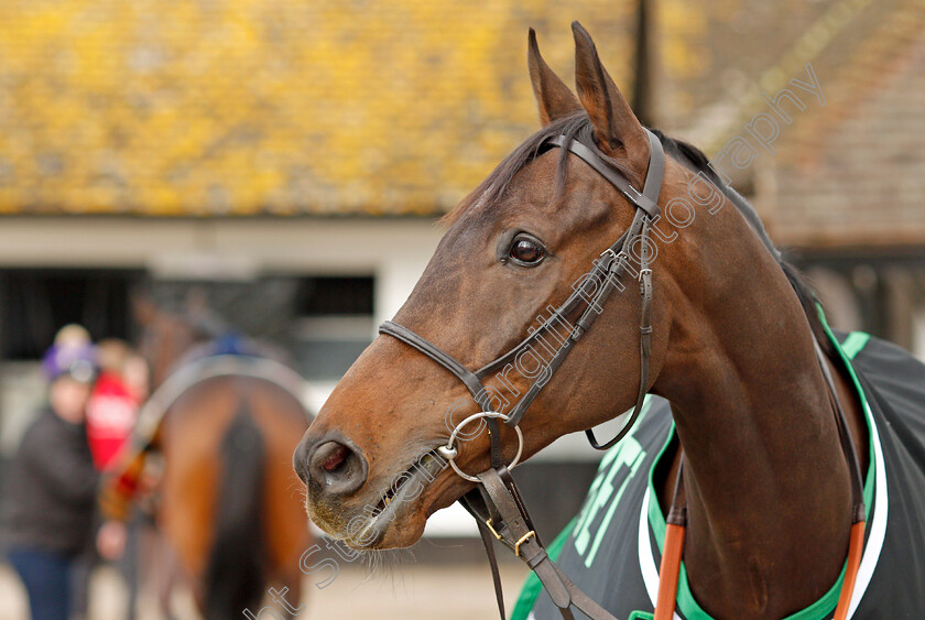 Buveur-D Air-0001 
 BUVEUR D'AIR at Nicky Henderson's stable in Lambourn 20 Feb 2018 - Pic Steven Cargill / Racingfotos.com