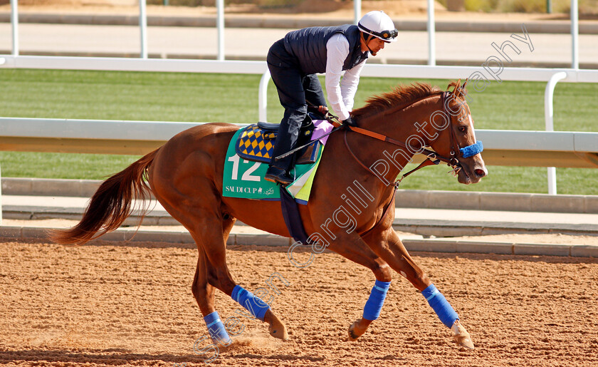 Mucho-Gusto-0003 
 MUCHO GUSTO preparing for the Saudi Cup
Riyadh Racecourse, Kingdom of Saudi Arabia 26 Feb 2020 - Pic Steven Cargill / Racingfotos.com