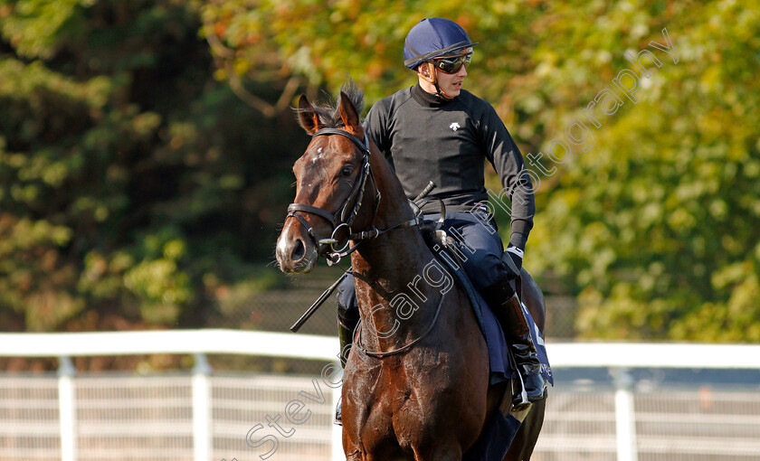 Young-Rascal-0013 
 YOUNG RASCAL (James Doyle) after exercising at Epsom Racecourse in preparation for The Investec Derby, 22 May 2018 - Pic Steven Cargill / Racingfotos.com