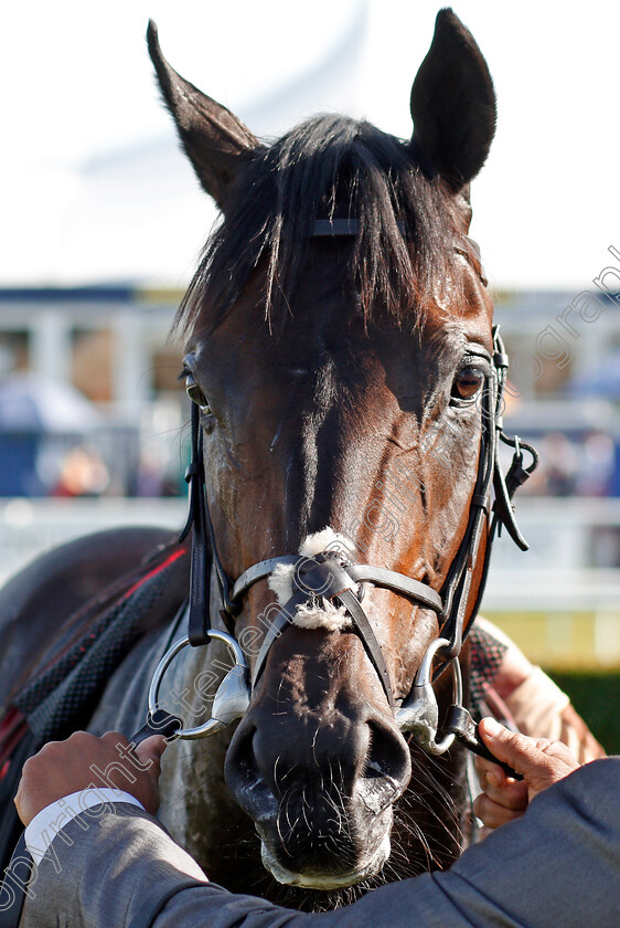 A Ali-0008 
 A'ALI after The Wainwright Flying Childers Stakes
Doncaster 13 Sep 2019 - Pic Steven Cargill / Racingfotos.com