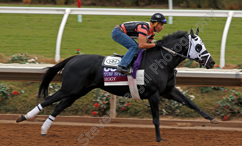 Hogy-0001 
 HOGY exercising at Del Mar USA in preparation for The Breeders' Cup Turf Sprint 30 Oct 2017 - Pic Steven Cargill / Racingfotos.com