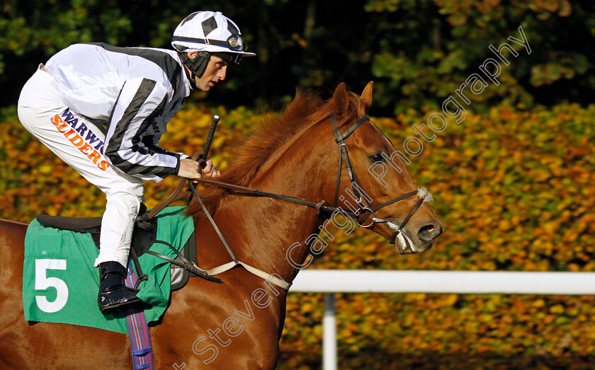 Our-Noble-Lord 
 OUR NOBLE LORD (Trevor Whelan)
Kempton 10 Nov 2021 - Pic Steven Cargill / Racingfotos.com