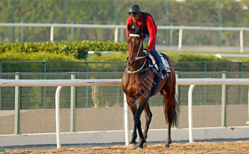 Majestic-Mambo-0003 
 MAJESTIC MAMBO exercising for trainer Mike de Kock
Meydan, Dubai, 3 Feb 2022 - Pic Steven Cargill / Racingfotos.com