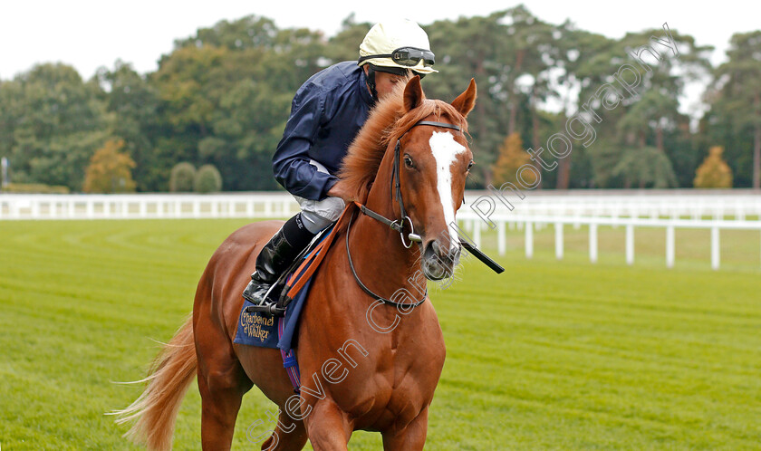 Crystal-Pegasus-0002 
 CRYSTAL PEGASUS (Ryan Moore)
Ascot 6 Sep 2019 - Pic Steven Cargill / Racingfotos.com