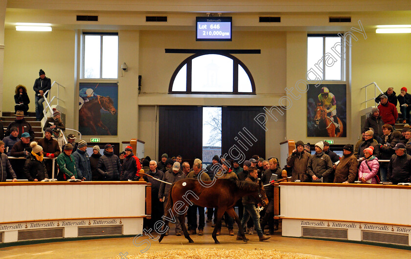 Lot-0646-colt-by-Kodiac-x-Gold-Again-0006 
 Lot 646, a colt by Kodiac x Gold Again, selling for 210,000 Guineas at Tattersalls December Foal Sale, Newmarket 30 Nov 2017 - Pic Steven Cargill / Racingfotos.com