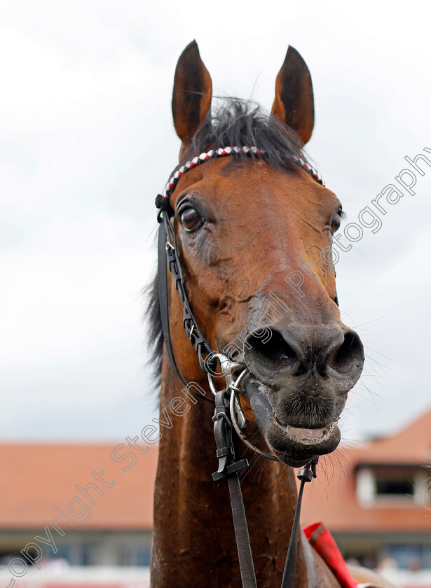 Hamish-0008 
 HAMISH winner of The tote.co.uk Ormonde Stakes
Chester 11 May 2023 - Pic Steven Cargill / Racingfotos.com