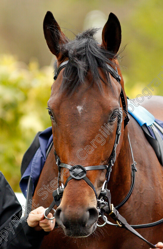 Adayar-0001 
 ADAYAR
Lingfield 8 May 2021 - Pic Steven Cargill / Racingfotos.com