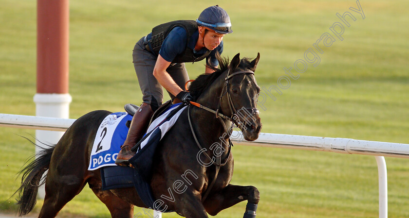 Pogo-0002 
 POGO training for the Godolphin Mile
Meydan, Dubai, 23 Mar 2022 - Pic Steven Cargill / Racingfotos.com