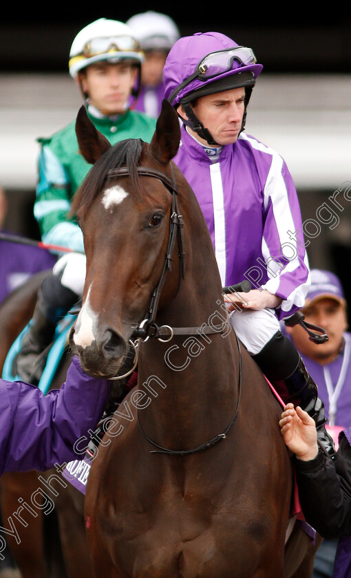 Sergei-Prokofiev-0001 
 SERGEI PROKOFIEV (Ryan Moore)
Churchill Downs 2 Nov 2018 - Pic Steven Cargill / Racingfotos.com