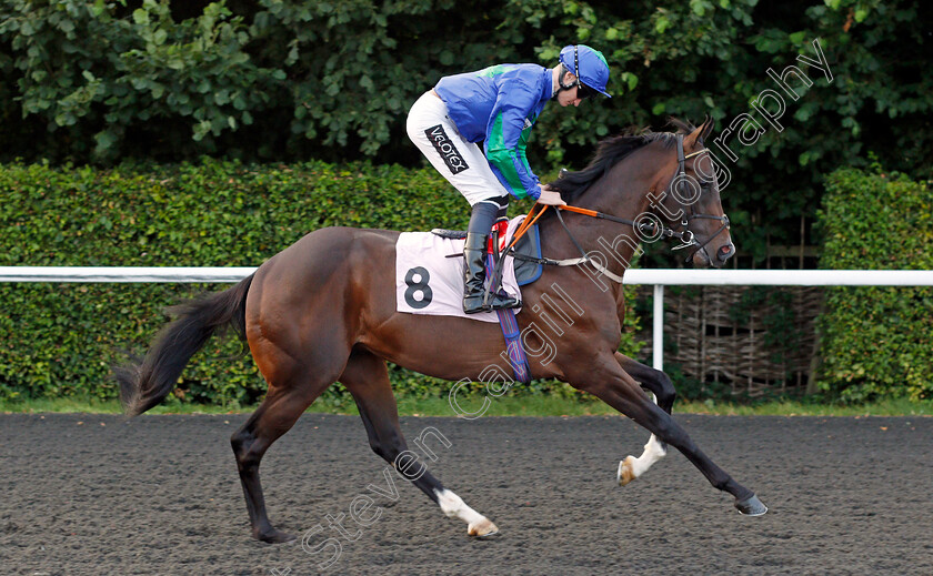 King-Cabo-0002 
 KING CABO (Daniel Muscutt)
Kempton 3 Sep 2021 - Pic Steven Cargill / Racingfotos.com