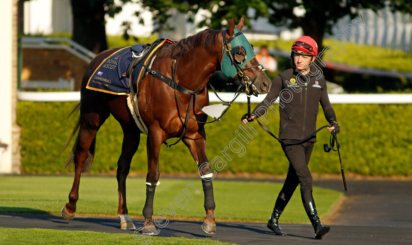 Cannonball-0001 
 CANNONBALL preparing for Royal Ascot
Ascot 14 Jun 2023 - Pic Steven Cargill / Racingfotos.com