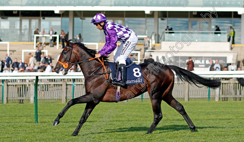 Tangled-0001 
 TANGLED (Sean Levey) Newmarket 28 Sep 2017 - Pic Steven Cargill / Racingfotos.com